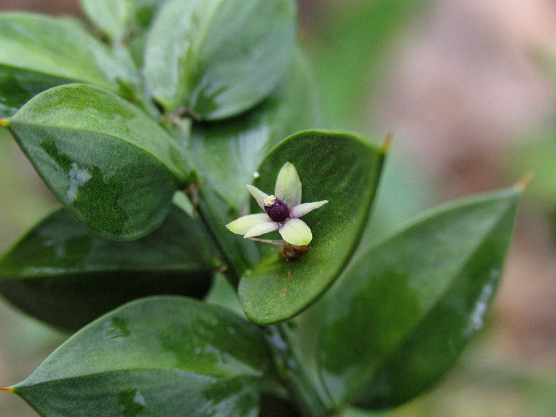 Domenica 5/4 Lago di Garda per orchidee (ex 29/3)